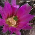 100_1070_AZ_OrganPipeNP_Cactus Blossoms